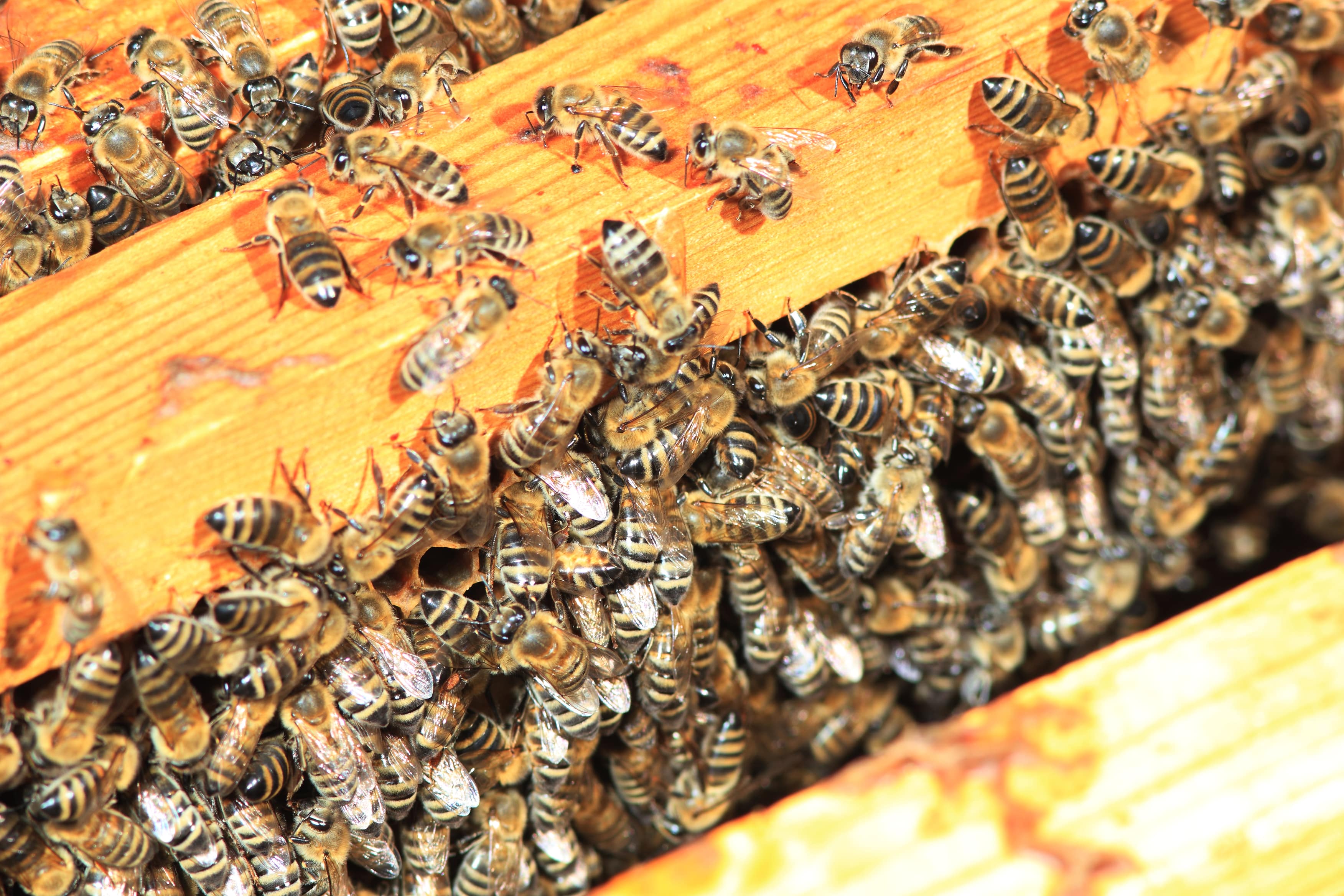 We ship to beekeepers in the following beekeeping cities near me in the state of Kansas listings for queen honey bees supply results for beekeeping honeybee supplies for sale free shipping most orders over $100 around the United States: │Abbyville  67510 
│Abilene  67410 
│Admire  66830 
│Agenda  66930 
│Agra  67621 
│Albert  67511 
│Alden  67512 
│Alexander  67513 
│Allen  66833 
│Alma  66401 
│Almena  67622 
│Alta Vista  66834 
│Altamont  67330 
│Alton  67623 
│Altoona  66710 
│Americus  66835 
│Andale  67001 
│Andover  67002 
│Anthony  67003 
│Arcadia  66711 
│Argonia  67004 
│Arkansas City  67005 
│Arlington  67514 
│Arma  66712 
│Arnold  67515 
│Ashland  67831 
│Assaria  67416 
│Atchison  66002 
│Athol  66932 
│Atlanta  67008 
│Attica  67009 
│Atwood  67730 
│Auburn  66402 
│Augusta  67010 
│Aurora  67417 
│Axtell  66403 
│Baileyville  66404 
│Baldwin City  66006 
│Barnard  67418 
│Barnes  66933 
│Bartlett  67332 
│Basehor  66007 
│Baxter Springs  66713 
│Bazine  67516 
│Beattie  66406 
│Beaumont  67012 
│Beeler  67518 
│Belle Plaine  67013 
│Belleville  66935 
│Beloit  67420 
│Belpre  67519 
│Belvue  66407 
│Bendena  66008 
│Benedict  66714 
│Bennington  67422 
│Bentley  67016 
│Benton  67017 
│Bern  66408 
│Berryton  66409 
│Beverly  67423 
│Bird City  67731 
│Bison  67520 
│Blue Mound  66010 
│Blue Rapids  66411 
│Bluff City  67018 
│Bogue  67625 
│Bonner Springs  66012 
│Bremen  66412 
│Brewster  67732 
│Bronson  66716 
│Brookville  67425 
│Brownell  67521 
│Bucklin  67834 
│Bucyrus  66013 
│Buffalo  66717 
│Buhler  67522 
│Bunker Hill  67626 
│Burden  67019 
│Burdett  67523 
│Burdick  66838 
│Burlingame  66413 
│Burlington  66839 
│Burns  66840 
│Burr Oak  66936 
│Burrton  67020 
│Bushton  67427 
│Byers  67021 
│Caldwell  67022 
│Cambridge  67023 
│Caney  67333 
│Canton  67428 
│Carbondale  66414 
│Cassoday  66842 
│Catharine  67627 
│Cawker City  67430 
│Cedar  67628 
│Cedar Point  66843 
│Cedar Vale  67024 
│Centerville  66014 
│Centralia  66415 
│Chanute  66720 
│Chapman  67431 
│Chase  67524 
│Chautauqua  67334 
│Cheney  67025 
│Cherokee  66724 
│Cherryvale  67335 
│Chetopa  67336 
│Cimarron  67835 
│Circleville  66416 
│Claflin  67525 
│Clay Center  67432 
│Clayton  67629 
│Clearview City  66019 
│Clearwater  67026 
│Clifton  66937 
│Clyde  66938 
│Coats  67028 
│Coffeyville  67337 
│Colby  67701 
│Coldwater  67029 
│Collyer  67631 
│Colony  66015 
│Columbus  66725 
│Colwich  67030 
│Concordia  66901 
│Conway Springs  67031 
│Coolidge  67836 
│Copeland  67837 
│Corning  66417 
│Cottonwood Falls  66845 
│Council Grove  66846 
│Courtland  66939 
│Crestline  66728 
│Cuba  66940 
│Cummings  66016 
│Cunningham  67035 
│Damar  67632 
│Danville  67036 
│De Soto  66018 
│Dearing  67340 
│Deerfield  67838 
│Delia  66418 
│Delphos  67436 
│Denison  66419 
│Dennis  67341 
│Denton  66017 
│Derby  67037 
│Dexter  67038 
│Dighton  67839 
│Dodge City  67801 
│Dorrance  67634 
│Douglass  67039 
│Dover  66420 
│Downs  67437 
│Dresden  67635 
│Durham  67438 
│Dwight  66849 
│Easton  66020 
│Edgerton  66021 
│Edna  67342 
│Edson  67733 
│Edwardsville  66113 
│Effingham  66023 
│El Dorado  67042 
│Elbing  67041 
│Elk City  67344 
│Elk Falls  67345 
│Elkhart  67950 
│Ellinwood  67526 
│Ellis  67637 
│Ellsworth  67439 
│Elmdale  66850 
│Elsmore  66732 
│Elwood  66024 
│Emmett  66422 
│Emporia  66801 
│Englewood  67840 
│Ensign  67841 
│Enterprise  67441 
│Erie  66733 
│Esbon  66941 
│Eskridge  66423 
│Eudora  66025 
│Eureka  67045 
│Everest  66424 
│Fairview  66425 
│Fall River  67047 
│Falun  67442 
│Farlington  66734 
│Florence  66851 
│Fontana  66026 
│Ford  67842 
│Formoso  66942 
│Fort Dodge  67843 
│Fort Leavenworth  66027 
│Fort Riley  66442 
│Fort Scott  66701 
│Fostoria  66426 
│Fowler  67844 
│Frankfort  66427 
│Franklin  66735 
│Fredonia  66736 
│Freeport  67049 
│Frontenac  66763 
│Fulton  66738 
│Galena  66739 
│Galesburg  66740 
│Galva  67443 
│Garden City  67846 
│Garden Plain  67050 
│Gardner  66030 
│Garfield  67529 
│Garland  66741 
│Garnett  66032 
│Gas  66742 
│Gaylord  67638 
│Gem  67734 
│Geneseo  67444 
│Geuda Springs  67051 
│Girard  66743 
│Glade  67639 
│Glasco  67445 
│Glen Elder  67446 
│Goddard  67052 
│Goessel  67053 
│Goff  66428 
│Goodland  67735 
│Gorham  67640 
│Gove  67736 
│Grainfield  67737 
│Grantville  66429 
│Great Bend  67530 
│Greeley  66033 
│Green  67447 
│Greenleaf  66943 
│Greensburg  67054 
│Greenwich  67055 
│Grenola  67346 
│Gridley  66852 
│Grinnell  67738 
│Gypsum  67448 
│Haddam  66944 
│Halstead  67056 
│Hamilton  66853 
│Hanover  66945 
│Hanston  67849 
│Hardtner  67057 
│Harper  67058 
│Hartford  66854 
│Harveyville  66431 
│Havana  67347 
│Haven  67543 
│Havensville  66432 
│Haviland  67059 
│Hays  67601 
│Haysville  67060 
│Hazelton  67061 
│Healy  67850 
│Hepler  66746 
│Herington  67449 
│Herndon  67739 
│Hesston  67062 
│Hiawatha  66434 
│Highland  66035 
│Hill City  67642 
│Hillsboro  67063 
│Hillsdale  66036 
│Hoisington  67544 
│Holcomb  67851 
│Hollenberg  66946 
│Holton  66436 
│Holyrood  67450 
│Home  66438 
│Hope  67451 
│Horton  66439 
│Howard  67349 
│Hoxie  67740 
│Hoyt  66440 
│Hudson  67545 
│Hugoton  67951 
│Humboldt  66748 
│Hunter  67452 
│Hutchinson  67501 
│Independence  67301 
│Ingalls  67853 
│Inman  67546 
│Iola  66749 
│Isabel  67065 
│Iuka  67066 
│Jamestown  66948 
│Jennings  67643 
│Jetmore  67854 
│Jewell  66949 
│Johnson  67855 
│Junction City  66441 
│Kanopolis  67454 
│Kanorado  67741 
│Kansas City  66101 
│Kechi  67067 
│Kendall  67857 
│Kensington  66951 
│Kincaid  66039 
│Kingman  67068 
│Kinsley  67547 
│Kiowa  67070 
│Kirwin  67644 
│Kismet  67859 
│La Crosse  67548 
│La Cygne  66040 
│La Harpe  66751 
│Lake City  67071 
│Lakin  67860 
│Lamont  66855 
│Lancaster  66041 
│Lane  66042 
│Lansing  66043 
│Larned  67550 
│Latham  67072 
│Lawrence  66044 
│Le Roy  66857 
│Leavenworth  66048 
│Leawood  66206 
│Lebanon  66952 
│Lebo  66856 
│Lecompton  66050 
│Lehigh  67073 
│Lenexa  66215 
│Lenora  67645 
│Leon  67074 
│Leonardville  66449 
│Leoti  67861 
│Levant  67743 
│Lewis  67552 
│Liberal  67901 
│Liberty  67351 
│Liebenthal  67553 
│Lincoln  67455 
│Lincolnville  66858 
│Lindsborg  67456 
│Linn  66953 
│Linwood  66052 
│Little River  67457 
│Logan  67646 
│Long Island  67647 
│Longford  67458 
│Longton  67352 
│Lorraine  67459 
│Lost Springs  66859 
│Louisburg  66053 
│Lucas  67648 
│Ludell  67744 
│Luray  67649 
│Lyndon  66451 
│Lyons  67554 
│Macksville  67557 
│Madison  66860 
│Mahaska  66955 
│Maize  67101 
│Manhattan  66502 
│Mankato  66956 
│Manter  67862 
│Maple City  67102 
│Maple Hill  66507 
│Mapleton  66754 
│Marienthal  67863 
│Marion  66861 
│Marquette  67464 
│Marysville  66508 
│Matfield Green  66862 
│Mayetta  66509 
│Mayfield  67103 
│Mc Cracken  67556 
│Mc Cune  66753 
│Mc Donald  67745 
│Mc Farland  66501 
│Mc Louth  66054 
│Mcconnell Afb  67221 
│Mcpherson  67460 
│Meade  67864 
│Medicine Lodge  67104 
│Melvern  66510 
│Meriden  66512 
│Milan  67105 
│Milford  66514 
│Milton  67106 
│Miltonvale  67466 
│Minneapolis  67467 
│Minneola  67865 
│Mission  66201 
│Moline  67353 
│Montezuma  67867 
│Moran  66755 
│Morganville  67468 
│Morland  67650 
│Morrill  66515 
│Morrowville  66958 
│Moscow  67952 
│Mound City  66056 
│Mound Valley  67354 
│Moundridge  67107 
│Mount Hope  67108 
│Mulberry  66756 
│Mullinville  67109 
│Mulvane  67110 
│Munden  66959 
│Murdock  67111 
│Muscotah  66058 
│Narka  66960 
│Nashville  67112 
│Natoma  67651 
│Neal  66863 
│Nekoma  67559 
│Neodesha  66757 
│Neosho Falls  66758 
│Neosho Rapids  66864 
│Ness City  67560 
│Netawaka  66516 
│New Albany  66759 
│New Cambria  67470 
│New Century  66031 
│Newton  67114 
│Nickerson  67561 
│Niotaze  67355 
│Norcatur  67653 
│North Newton  67117 
│Norton  67654 
│Nortonville  66060 
│Norway  66961 
│Norwich  67118 
│Oakley  67748 
│Oberlin  67749 
│Offerle  67563 
│Ogallah  67656 
│Ogden  66517 
│Oketo  66518 
│Olathe  66051 
│Olmitz  67564 
│Olpe  66865 
│Olsburg  66520 
│Onaga  66521 
│Oneida  66522 
│Opolis  66760 
│Osage City  66523 
│Osawatomie  66064 
│Osborne  67473 
│Oskaloosa  66066 
│Oswego  67356 
│Otis  67565 
│Ottawa  66067 
│Overbrook  66524 
│Overland Park  66204 
│Oxford  67119 
│Ozawkie  66070 
│Palco  67657 
│Palmer  66962 
│Paola  66071 
│Paradise  67658 
│Park  67751 
│Parker  66072 
│Parsons  67357 
│Partridge  67566 
│Pawnee Rock  67567 
│Paxico  66526 
│Peabody  66866 
│Peck  67120 
│Penokee  67659 
│Perry  66073 
│Peru  67360 
│Pfeifer  67660 
│Phillipsburg  67661 
│Piedmont  67122 
│Pierceville  67868 
│Piqua  66761 
│Pittsburg  66762 
│Plains  67869 
│Plainville  67663 
│Pleasanton  66075 
│Plevna  67568 
│Pomona  66076 
│Portis  67474 
│Potter  66077 
│Potwin  67123 
│Powhattan  66527 
│Prairie View  67664 
│Prairie Village  66208 
│Pratt  67124 
│Prescott  66767 
│Pretty Prairie  67570 
│Princeton  66078 
│Protection  67127 
│Quenemo  66528 
│Quinter  67752 
│Rago  67128 
│Ramona  67475 
│Randall  66963 
│Randolph  66554 
│Ransom  67572 
│Rantoul  66079 
│Raymond  67573 
│Reading  66868 
│Redfield  66769 
│Republic  66964 
│Rexford  67753 
│Richfield  67953 
│Richmond  66080 
│Riley  66531 
│Riverton  66770 
│Robinson  66532 
│Rock  67131 
│Rolla  67954 
│Rosalia  67132 
│Rose Hill  67133 
│Rossville  66533 
│Roxbury  67476 
│Rozel  67574 
│Rush Center  67575 
│Russell  67665 
│Sabetha  66534 
│Saint Francis  67756 
│Saint George  66535 
│Saint John  67576 
│Saint Marys  66536 
│Saint Paul  66771 
│Salina  67401 
│Satanta  67870 
│Savonburg  66772 
│Sawyer  67134 
│Scammon  66773 
│Scandia  66966 
│Schoenchen  67667 
│Scott City  67871 
│Scranton  66537 
│Sedan  67361 
│Sedgwick  67135 
│Selden  67757 
│Seneca  66538 
│Severy  67137 
│Sharon  67138 
│Sharon Springs  67758 
│Shawnee  66203 
│Shawnee Mission  66250 
│Silver Lake  66539 
│Simpson  67478 
│Smith Center  66967 
│Soldier  66540 
│Solomon  67480 
│South Haven  67140 
│South Hutchinson  67505 
│Spearville  67876 
│Spivey  67142 
│Spring Hill  66083 
│Stafford  67578 
│Stark  66775 
│Sterling  67579 
│Stilwell  66085 
│Stockton  67669 
│Strong City  66869 
│Sublette  67877 
│Summerfield  66541 
│Sun City  67143 
│Sycamore  67363 
│Sylvan Grove  67481 
│Sylvia  67581 
│Syracuse  67878 
│Talmage  67482 
│Tampa  67483 
│Tecumseh  66542 
│Tescott  67484 
│Thayer  66776 
│Tipton  67485 
│Tonganoxie  66086 
│Topeka  66601 
│Toronto  66777 
│Towanda  67144 
│Treece  66778 
│Tribune  67879 
│Troy  66087 
│Turon  67583 
│Tyro  67364 
│Udall  67146 
│Ulysses  67880 
│Uniontown  66779 
│Utica  67584 
│Valley Center  67147 
│Valley Falls  66088 
│Vassar  66543 
│Vermillion  66544 
│Victoria  67671 
│Viola  67149 
│Virgil  66870 
│Wa Keeney  67672 
│Wakarusa  66546 
│Wakefield  67487 
│Waldo  67673 
│Waldron  67150 
│Walker  67674 
│Wallace  67761 
│Walnut  66780 
│Walton  67151 
│Wamego  66547 
│Washington  66968 
│Waterville  66548 
│Wathena  66090 
│Waverly  66871 
│Webber  66970 
│Weir  66781 
│Welda  66091 
│Wellington  67152 
│Wellsville  66092 
│Weskan  67762 
│West Mineral  66782 
│Westmoreland  66549 
│Westphalia  66093 
│Wetmore  66550 
│White City  66872 
│White Cloud  66094 
│Whitewater  67154 
│Whiting  66552 
│Wichita  67201 
│Williamsburg  66095 
│Wilmore  67155 
│Wilsey  66873 
│Wilson  67490 
│Winchester  66097 
│Windom  67491 
│Winfield  67156 
│Winona  67764 
│Woodbine  67492 
│Woodston  67675 
│Wright  67882 
│Yates Center  66783 
│Yoder  67585 
│Zenda  67159 || Lappe's Bee Supply offers free shipping for most orders over $100 to the following counties in the state of Kansas: │Allen County 
│Anderson County 
│Atchison County 
│Barber County 
│Barton County 
│Bourbon County 
│Brown County 
│Butler County 
│Chase County 
│Chautauqua County 
│Cherokee County 
│Cheyenne County 
│Clark County 
│Clay County 
│Cloud County 
│Coffey County 
│Comanche County 
│Cowley County 
│Crawford County 
│Decatur County 
│Dickinson County 
│Doniphan County 
│Douglas County 
│Edwards County 
│Elk County 
│Ellis County 
│Ellsworth County 
│Finney County 
│Ford County 
│Franklin County 
│Geary County 
│Gove County 
│Graham County 
│Grant County 
│Gray County 
│Greeley County 
│Greenwood County 
│Hamilton County 
│Harper County 
│Harvey County 
│Haskell County 
│Hodgeman County 
│Jackson County 
│Jefferson County 
│Jewell County 
│Johnson County 
│Kearny County 
│Kingman County 
│Kiowa County 
│Labette County 
│Lane County 
│Leavenworth County 
│Lincoln County 
│Linn County 
│Logan County 
│Lyon County 
│Marion County 
│Marshall County 
│McPherson County 
│Meade County 
│Miami County 
│Mitchell County 
│Montgomery County 
│Morris County 
│Morton County 
│Nemaha County 
│Neosho County 
│Ness County 
│Norton County 
│Osage County 
│Osborne County 
│Ottawa County 
│Pawnee County 
│Phillips County 
│Pottawatomie County 
│Pratt County 
│Rawlins County 
│Reno County 
│Republic County 
│Rice County 
│Riley County 
│Rooks County 
│Rush County 
│Russell County 
│Saline County 
│Scott County 
│Sedgwick County 
│Seward County 
│Shawnee County 
│Sheridan County 
│Sherman County 
│Smith County 
│Stafford County 
│Stanton County 
│Stevens County 
│Sumner County 
│Thomas County 
│Trego County 
│Wabaunsee County 
│Wallace County 
│Washington County 
│Wichita County 
│Wilson County 
│Woodson County 
│Wyandotte County