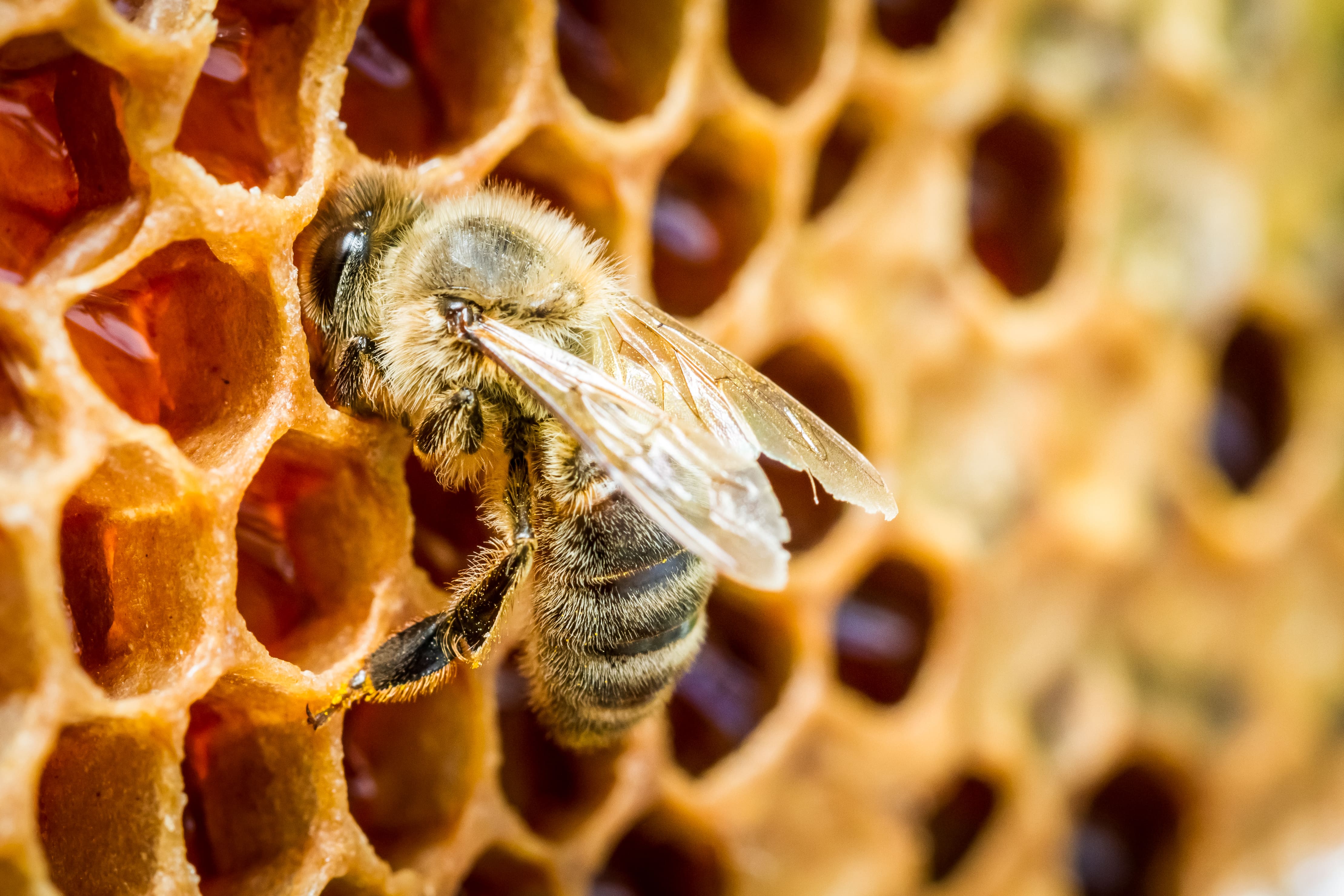 We ship to beekeepers in the following beekeeping cities near me in the state of Louisiana listings for queen honey bees supply results for beekeeping honeybee supplies for sale free shipping most orders over $100 around the United States: │Abbeville  70510 
│Abita Springs  70420 
│Acme  71316 
│Addis  70710 
│Aimwell  71401 
│Akers  70421 
│Albany  70711 
│Alexandria  71301 
│Ama  70031 
│Amelia  70340 
│Amite  70422 
│Anacoco  71403 
│Angie  70426 
│Angola  70712 
│Arabi  70032 
│Arcadia  71001 
│Archibald  71218 
│Arnaudville  70512 
│Ashland  71002 
│Athens  71003 
│Atlanta  71404 
│Avery Island  70513 
│Baker  70704 
│Baldwin  70514 
│Ball  71405 
│Barataria  70036 
│Barksdale Afb  71110 
│Basile  70515 
│Baskin  71219 
│Bastrop  71220 
│Batchelor  70715 
│Baton Rouge  70801 
│Belcher  71004 
│Bell City  70630 
│Belle Chasse  70037 
│Belle Rose  70341 
│Belmont  71406 
│Bentley  71407 
│Benton  71006 
│Bernice  71222 
│Berwick  70342 
│Bethany  71007 
│Bienville  71008 
│Blanchard  71009 
│Bogalusa  70427 
│Bonita  71223 
│Boothville  70038 
│Bordelonville  71320 
│Bossier City  71111 
│Bourg  70343 
│Boutte  70039 
│Boyce  71409 
│Braithwaite  70040 
│Branch  70516 
│Breaux Bridge  70517 
│Brittany  70718 
│Broussard  70518 
│Brusly  70719 
│Bunkie  71322 
│Buras  70041 
│Burnside  70738 
│Bush  70431 
│Cade  70519 
│Calhoun  71225 
│Calvin  71410 
│Cameron  70631 
│Campti  71411 
│Carencro  70520 
│Carville  70721 
│Castor  71016 
│Cecilia  70521 
│Center Point  71323 
│Centerville  70522 
│Chalmette  70043 
│Charenton  70523 
│Chase  71324 
│Chataignier  70524 
│Chatham  71226 
│Chauvin  70344 
│Cheneyville  71325 
│Choudrant  71227 
│Church Point  70525 
│Clarence  71414 
│Clarks  71415 
│Clayton  71326 
│Clinton  70722 
│Cloutierville  71416 
│Colfax  71417 
│Collinston  71229 
│Columbia  71418 
│Convent  70723 
│Converse  71419 
│Cotton Valley  71018 
│Cottonport  71327 
│Coushatta  71019 
│Covington  70433 
│Creole  70632 
│Crowley  70526 
│Crowville  71230 
│Cullen  71021 
│Cut Off  70345 
│Darrow  70725 
│Delcambre  70528 
│Delhi  71232 
│Delta  71233 
│Denham Springs  70706 
│Dequincy  70633 
│Deridder  70634 
│Des Allemands  70030 
│Destrehan  70047 
│Deville  71328 
│Dodson  71422 
│Donaldsonville  70346 
│Donner  70352 
│Downsville  71234 
│Doyline  71023 
│Dry Creek  70637 
│Dry Prong  71423 
│Dubach  71235 
│Dubberly  71024 
│Dulac  70353 
│Duplessis  70728 
│Dupont  71329 
│Duson  70529 
│East Point  71025 
│Echo  71330 
│Edgard  70049 
│Effie  71331 
│Egan  70531 
│Elizabeth  70638 
│Elm Grove  71051 
│Elmer  71424 
│Elton  70532 
│Empire  70050 
│Enterprise  71425 
│Epps  71237 
│Erath  70533 
│Eros  71238 
│Erwinville  70729 
│Estherwood  70534 
│Ethel  70730 
│Eunice  70535 
│Evangeline  70537 
│Evans  70639 
│Evergreen  71333 
│Fairbanks  71240 
│Farmerville  71241 
│Fenton  70640 
│Ferriday  71334 
│Fisher  71426 
│Flatwoods  71427 
│Flora  71428 
│Florien  71429 
│Fluker  70436 
│Folsom  70437 
│Fordoche  70732 
│Forest  71242 
│Forest Hill  71430 
│Fort Necessity  71243 
│Franklin  70538 
│Franklinton  70438 
│French Settlement  70733 
│Frierson  71027 
│Galliano  70354 
│Garden City  70540 
│Gardner  71431 
│Garyville  70051 
│Geismar  70734 
│Georgetown  71432 
│Gheens  70355 
│Gibsland  71028 
│Gibson  70356 
│Gilbert  71336 
│Gilliam  71029 
│Glenmora  71433 
│Gloster  71030 
│Glynn  70736 
│Golden Meadow  70357 
│Goldonna  71031 
│Gonzales  70707 
│Gorum  71434 
│Grambling  71245 
│Gramercy  70052 
│Grand Cane  71032 
│Grand Chenier  70643 
│Grand Coteau  70541 
│Grand Isle  70358 
│Grant  70644 
│Gray  70359 
│Grayson  71435 
│Greensburg  70441 
│Greenwell Springs  70739 
│Greenwood  71033 
│Gretna  70053 
│Grosse Tete  70740 
│Gueydan  70542 
│Hackberry  70645 
│Hahnville  70057 
│Hall Summit  71034 
│Hamburg  71339 
│Hammond  70401 
│Harmon  71036 
│Harrisonburg  71340 
│Harvey  70058 
│Haughton  71037 
│Hayes  70646 
│Haynesville  71038 
│Heflin  71039 
│Hessmer  71341 
│Hester  70743 
│Hineston  71438 
│Hodge  71247 
│Holden  70744 
│Homer  71040 
│Hornbeck  71439 
│Hosston  71043 
│Houma  70360 
│Husser  70442 
│Ida  71044 
│Independence  70443 
│Innis  70747 
│Iota  70543 
│Iowa  70647 
│Jackson  70748 
│Jamestown  71045 
│Jarreau  70749 
│Jeanerette  70544 
│Jena  71342 
│Jennings  70546 
│Jigger  71249 
│Jones  71250 
│Jonesboro  71251 
│Jonesville  71343 
│Joyce  71440 
│Kaplan  70548 
│Keatchie  71046 
│Keithville  71047 
│Kelly  71441 
│Kenner  70062 
│Kentwood  70444 
│Kilbourne  71253 
│Kinder  70648 
│Kraemer  70371 
│Krotz Springs  70750 
│Kurthwood  71443 
│La Place  70068 
│Labadieville  70372 
│Lacassine  70650 
│Lacombe  70445 
│Lafayette  70501 
│Lafitte  70067 
│Lake Arthur  70549 
│Lake Charles  70601 
│Lake Providence  71254 
│Lakeland  70752 
│Larose  70373 
│Lawtell  70550 
│Lebeau  71345 
│Leblanc  70651 
│Lecompte  71346 
│Leesville  71446 
│Lena  71447 
│Leonville  70551 
│Lettsworth  70753 
│Libuse  71348 
│Lillie  71256 
│Lisbon  71048 
│Livingston  70754 
│Livonia  70755 
│Lockport  70374 
│Logansport  71049 
│Longleaf  71448 
│Longstreet  71050 
│Longville  70652 
│Loranger  70446 
│Loreauville  70552 
│Lottie  70756 
│Luling  70070 
│Lutcher  70071 
│Lydia  70569 
│Madisonville  70447 
│Mamou  70554 
│Mandeville  70448 
│Mangham  71259 
│Mansfield  71052 
│Mansura  71350 
│Many  71449 
│Maringouin  70757 
│Marion  71260 
│Marksville  71351 
│Marrero  70072 
│Marthaville  71450 
│Mathews  70375 
│Maurepas  70449 
│Maurice  70555 
│Melrose  71452 
│Melville  71353 
│Mer Rouge  71261 
│Meraux  70075 
│Mermentau  70556 
│Merryville  70653 
│Metairie  70001 
│Milton  70558 
│Minden  71055 
│Mittie  70654 
│Monroe  71201 
│Montegut  70377 
│Monterey  71354 
│Montgomery  71454 
│Mooringsport  71060 
│Mora  71455 
│Moreauville  71355 
│Morgan City  70380 
│Morganza  70759 
│Morrow  71356 
│Morse  70559 
│Mount Airy  70076 
│Mount Hermon  70450 
│Napoleonville  70390 
│Natalbany  70451 
│Natchez  71456 
│Natchitoches  71457 
│Negreet  71460 
│New Iberia  70560 
│New Orleans  70112 
│New Roads  70760 
│New Sarpy  70078 
│Newellton  71357 
│Newllano  71461 
│Noble  71462 
│Norco  70079 
│Norwood  70761 
│Oak Grove  71263 
│Oak Ridge  71264 
│Oakdale  71463 
│Oberlin  70655 
│Oil City  71061 
│Olla  71465 
│Opelousas  70570 
│Oscar  70762 
│Otis  71466 
│Paincourtville  70391 
│Palmetto  71358 
│Paradis  70080 
│Patterson  70392 
│Paulina  70763 
│Pearl River  70452 
│Pelican  71063 
│Perry  70575 
│Pierre Part  70339 
│Pilottown  70081 
│Pine Grove  70453 
│Pine Prairie  70576 
│Pineville  71359 
│Pioneer  71266 
│Pitkin  70656 
│Plain Dealing  71064 
│Plaquemine  70764 
│Plattenville  70393 
│Plaucheville  71362 
│Pleasant Hill  71065 
│Pointe A La Hache  70082 
│Pollock  71467 
│Ponchatoula  70454 
│Port Allen  70767 
│Port Barre  70577 
│Port Sulphur  70083 
│Powhatan  71066 
│Prairieville  70769 
│Pride  70770 
│Princeton  71067 
│Provencal  71468 
│Quitman  71268 
│Raceland  70394 
│Ragley  70657 
│Rayne  70578 
│Rayville  71269 
│Reddell  70580 
│Reeves  70658 
│Reserve  70084 
│Rhinehart  71363 
│Ringgold  71068 
│Roanoke  70581 
│Robeline  71469 
│Robert  70455 
│Rodessa  71069 
│Rosedale  70772 
│Roseland  70456 
│Rosepine  70659 
│Rougon  70773 
│Ruby  71365 
│Ruston  71270 
│Saint Amant  70774 
│Saint Benedict  70457 
│Saint Bernard  70085 
│Saint Francisville  70775 
│Saint Gabriel  70776 
│Saint James  70086 
│Saint Joseph  71366 
│Saint Landry  71367 
│Saint Martinville  70582 
│Saint Maurice  71471 
│Saint Rose  70087 
│Saline  71070 
│Sarepta  71071 
│Schriever  70395 
│Scott  70583 
│Shongaloo  71072 
│Shreveport  71101 
│Sibley  71073 
│Sicily Island  71368 
│Sieper  71472 
│Sikes  71473 
│Simmesport  71369 
│Simpson  71474 
│Simsboro  71275 
│Singer  70660 
│Slagle  71475 
│Slaughter  70777 
│Slidell  70458 
│Sondheimer  71276 
│Sorrento  70778 
│Spearsville  71277 
│Springfield  70462 
│Springhill  71075 
│Starks  70661 
│Start  71279 
│Sterlington  71280 
│Stonewall  71078 
│Sugartown  70662 
│Sulphur  70663 
│Summerfield  71079 
│Sun  70463 
│Sunset  70584 
│Sunshine  70780 
│Swartz  71281 
│Talisheek  70464 
│Tallulah  71282 
│Tangipahoa  70465 
│Taylor  71080 
│Theriot  70397 
│Thibodaux  70301 
│Tickfaw  70466 
│Tioga  71477 
│Transylvania  71286 
│Trout  71371 
│Tullos  71479 
│Tunica  70782 
│Turkey Creek  70585 
│Uncle Sam  70792 
│Urania  71480 
│Vacherie  70090 
│Varnado  70467 
│Venice  70091 
│Ventress  70783 
│Vidalia  71373 
│Ville Platte  70586 
│Vinton  70668 
│Violet  70092 
│Vivian  71082 
│Wakefield  70784 
│Walker  70785 
│Washington  70589 
│Waterproof  71375 
│Watson  70786 
│Welsh  70591 
│West Monroe  71291 
│Westlake  70669 
│Westwego  70094 
│Weyanoke  70787 
│White Castle  70788 
│Wildsville  71377 
│Wilson  70789 
│Winnfield  71483 
│Winnsboro  71295 
│Wisner  71378 
│Woodworth  71485 
│Youngsville  70592 
│Zachary  70791 
│Zwolle  71486 || Lappe's Bee Supply offers free shipping for most orders over $100 to the following counties in the state of Louisiana: │Acadia Parish 
│Allen Parish 
│Ascension Parish 
│Assumption Parish 
│Avoyelles Parish 
│Beauregard Parish 
│Bienville Parish 
│Bossier Parish 
│Caddo Parish 
│Calcasieu Parish 
│Caldwell Parish 
│Cameron Parish 
│Catahoula Parish 
│Claiborne Parish 
│Concordia Parish 
│DeSoto Parish 
│East Baton Rouge Parish 
│East Carroll Parish 
│East Feliciana Parish 
│Evangeline Parish 
│Franklin Parish 
│Grant Parish 
│Iberia Parish 
│Iberville Parish 
│Jackson Parish 
│Jefferson Parish 
│Jefferson Davis Parish 
│Lafayette Parish 
│Lafourche Parish 
│LaSalle Parish 
│Lincoln Parish 
│Livingston Parish 
│Madison Parish 
│Morehouse Parish 
│Natchitoches Parish 
│Orleans Parish 
│Ouachita Parish 
│Plaquemines Parish 
│Pointe Coupee Parish 
│Rapides Parish 
│Red River Parish 
│Richland Parish 
│Sabine Parish 
│Saint Bernard Parish 
│Saint Charles Parish 
│Saint Helena Parish 
│Saint James Parish 
│Saint John the Baptist Parish 
│Saint Landry Parish 
│Saint Martin Parish 
│Saint Mary Parish 
│Saint Tammany Parish 
│Tangipahoa Parish 
│Tensas Parish 
│Terrebonne Parish 
│Union Parish 
│Vermilion Parish 
│Vernon Parish 
│Washington Parish 
│Webster Parish 
│West Baton Rouge Parish 
│West Carroll Parish 
│West Feliciana Parish 
│Winn Parish